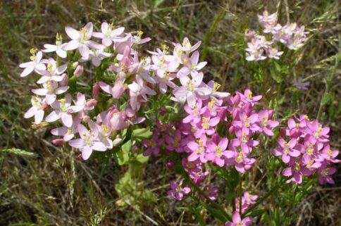 Goldger por rexeitar o alcol